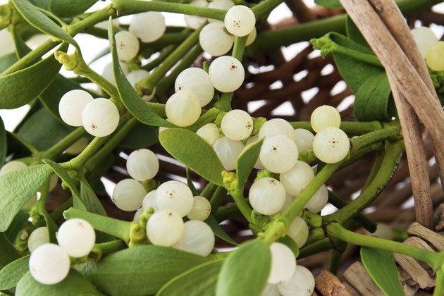 Mistletoe