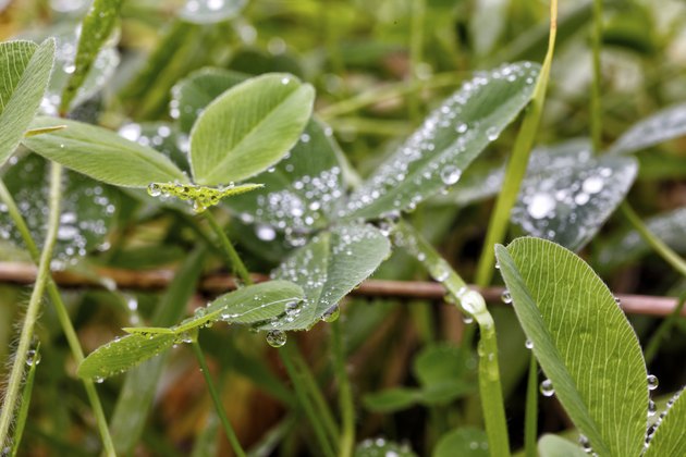 Dew on the Grass.