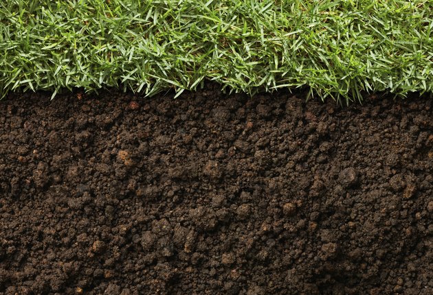 grass and dirt
