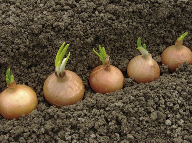 planting onions