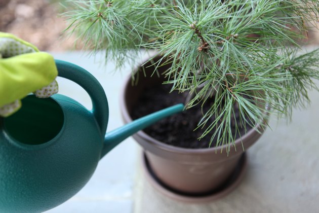 How to Take Care of Mini Pine Trees | Hunker