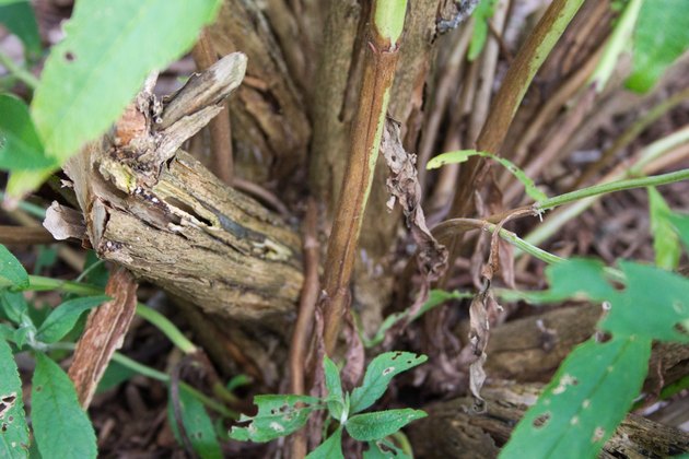 how-to-prune-butterfly-bushes-hunker