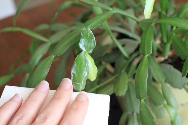 easy-ways-to-make-house-plant-leaves-shiny-hunker