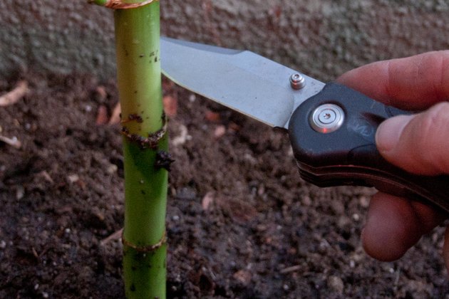 How to Transplant Bamboo Cuttings Hunker