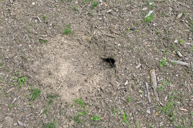 How To Diagnose A Hole In The Lawn Hunker