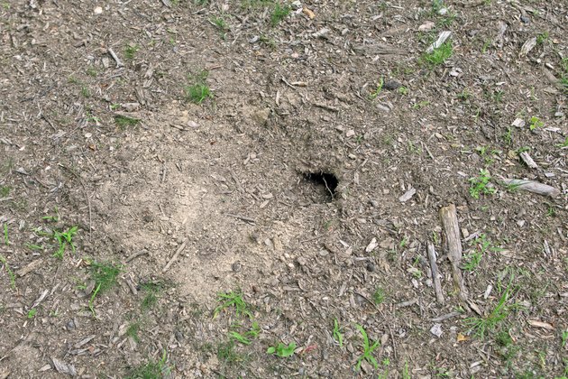 How to Diagnose a Hole in the Lawn | Hunker