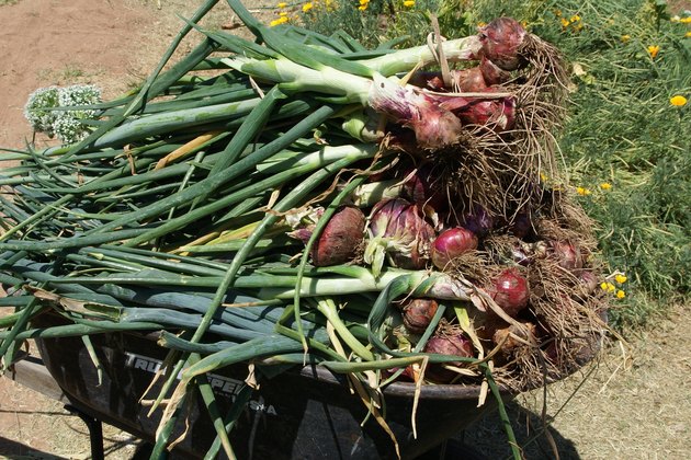 How to Grow Red Onions From Bulbs | Hunker