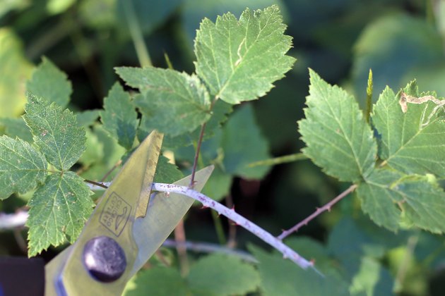 How to Plant Raspberry Cuttings | Hunker