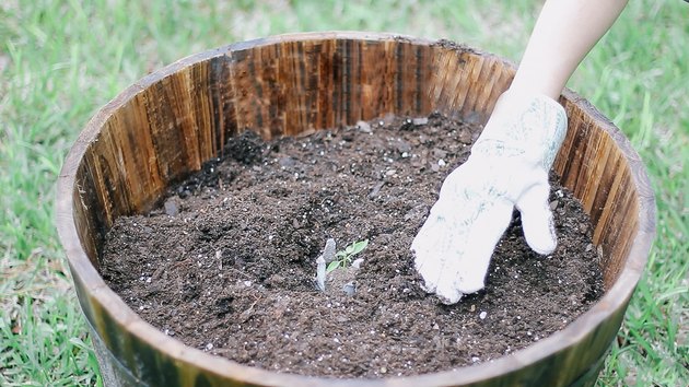 Sadzenie sadzonki cukinii w sadzarce beczkowej