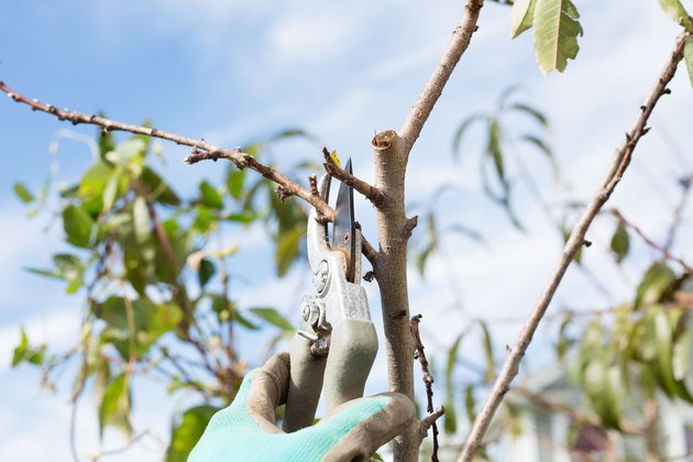 How to Prune a Peach Tree | Hunker