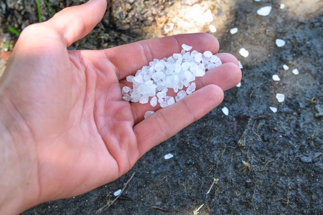 how-to-care-for-palm-trees-with-epsom-salt-hunker