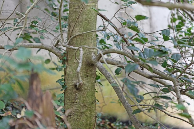 how-to-trim-overgrown-holly-trees-hunker