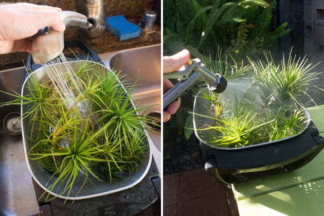 air-plant-care-101-hunker