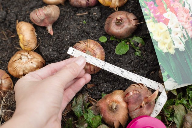 How to Plant Gladiolus | Hunker