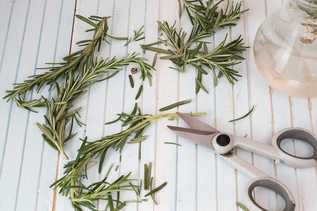 how-to-propagate-rosemary-from-cuttings-with-photos-gardener-report