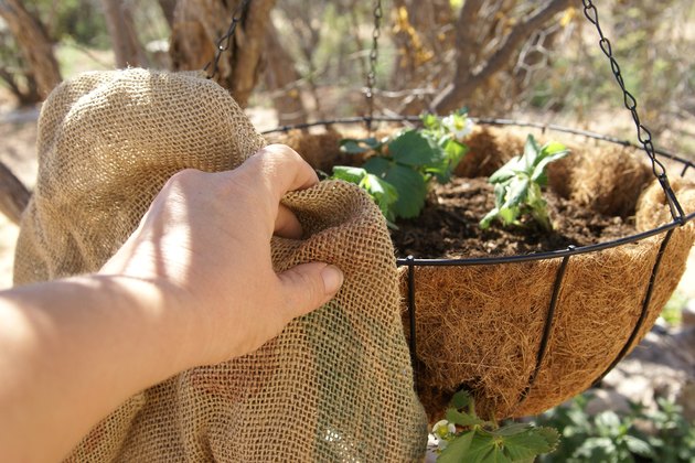 how-to-grow-strawberries-in-a-hanging-basket-hunker