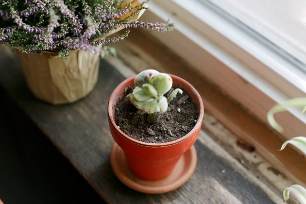 care for bear paw succulent