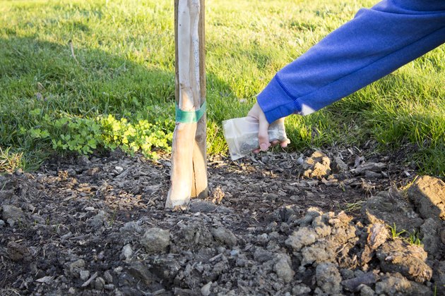 How To Treat Fungus On A Tree Hunker