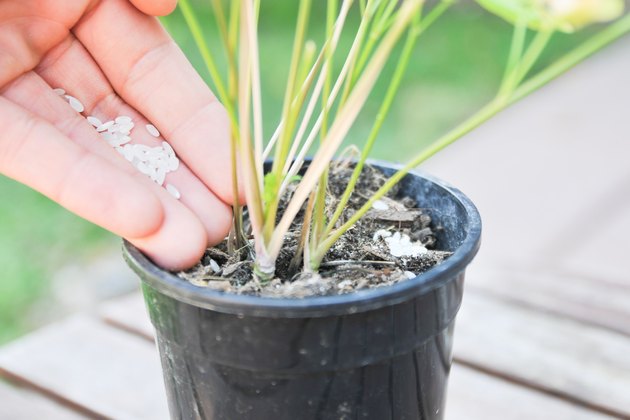 how-to-make-plants-grow-faster-greenhouse-today