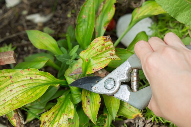 Can You Transplant Hostas In Fall