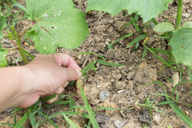 How To Plant And Grow Okra Hunker