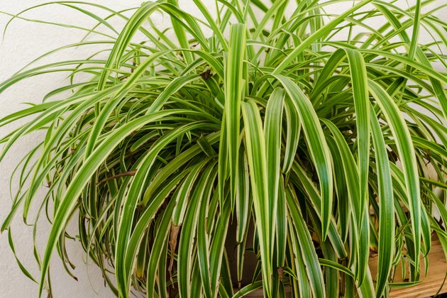 How to Transplant Spider Plant Cuttings | Hunker