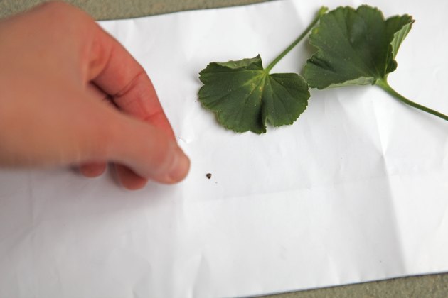 How to Collect Geranium Seeds | Hunker