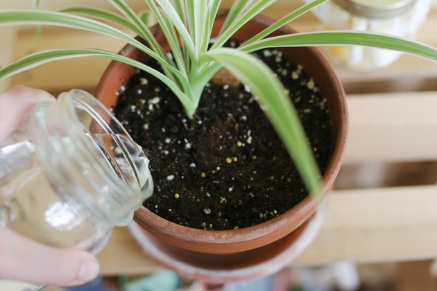 i-got-these-2-spider-plants-from-cuttings-in-my-office-today-any