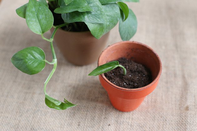 How to Propagate Philodendron Hunker