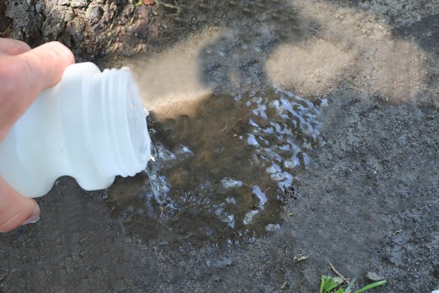 How To Care For Palm Trees With Epsom Salt Hunker