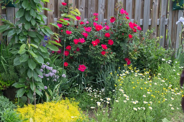 How to Trim Knockout Rose Bushes | Hunker