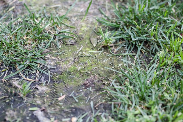 Home Remedy for Lawn Fungus | Hunker