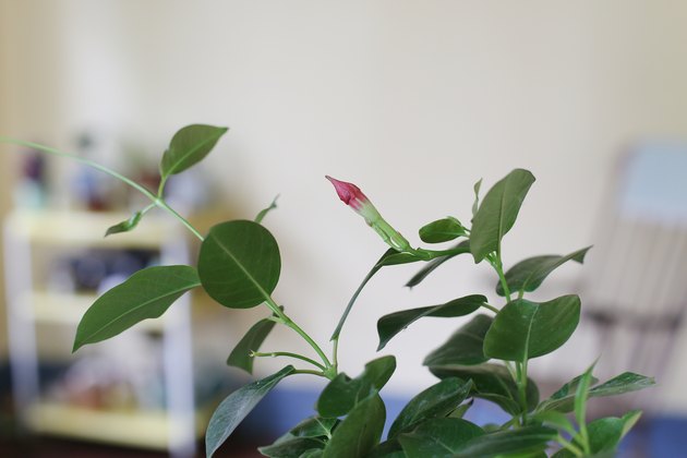 How to Winter a Mandevilla Plant | Hunker