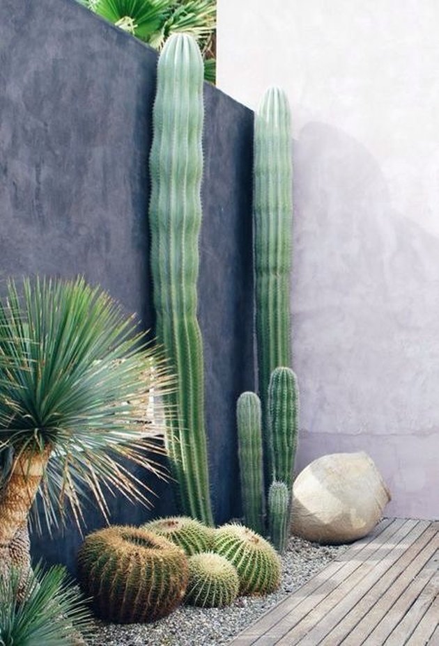 13 Desert Plants To Use When Landscaping | Hunker