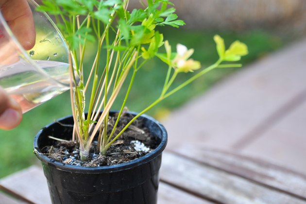 how-to-make-a-plant-grow-faster-hunker