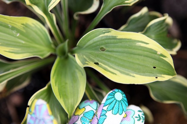 How to Prevent Bugs From Eating Hosta Plants Hunker