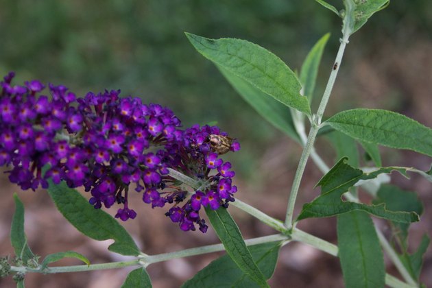 How to Prune Butterfly Bushes | Hunker