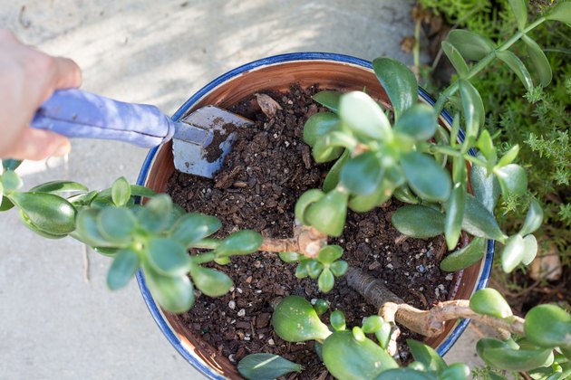 jade repotting plants repot removal tips