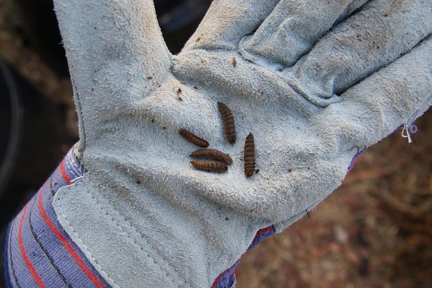 How To Eliminate Maggots in Compost Bins | Hunker