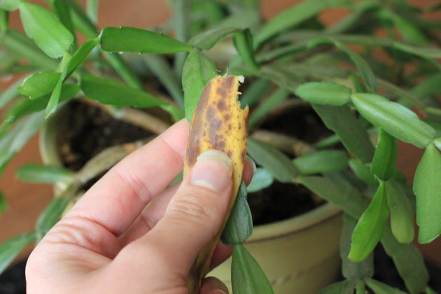 easy-ways-to-make-house-plant-leaves-shiny-hunker