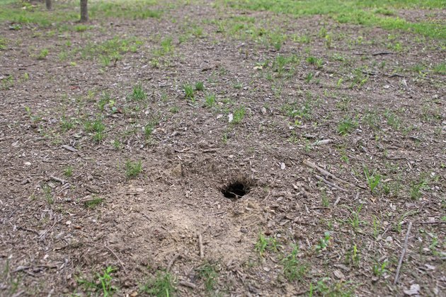 How to Diagnose a Hole in the Lawn | Hunker