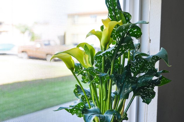 How to Care for Potted Calla Lilies | Hunker