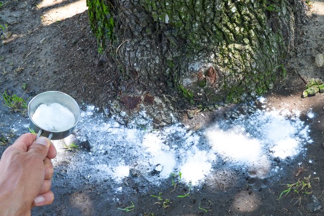 How To Care For Palm Trees With Epsom Salt Hunker