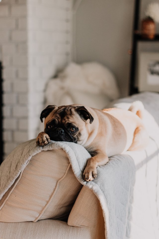 How gross is it actually to let your pets sleep with you?