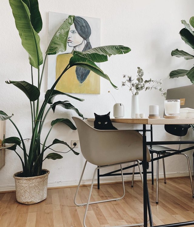 10 Minimalist Indoor Plants to Add to Your Home ASAP | Hunker