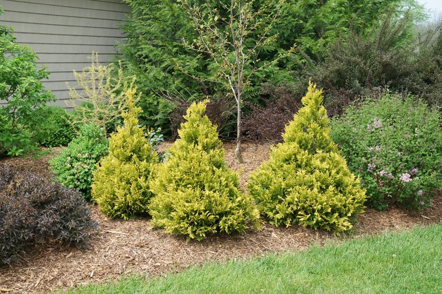 The Best Evergreen Shrubs for Your Front Yard | Hunker