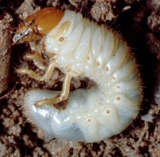 White grub.