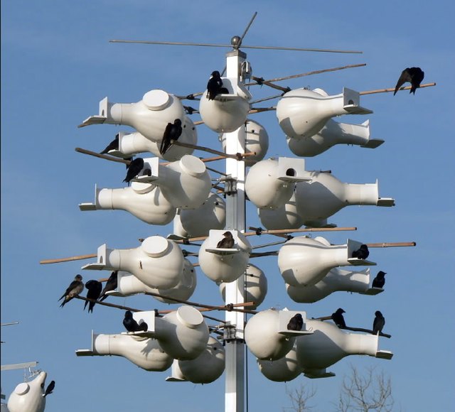 Gourd birdhouses for purple martins.