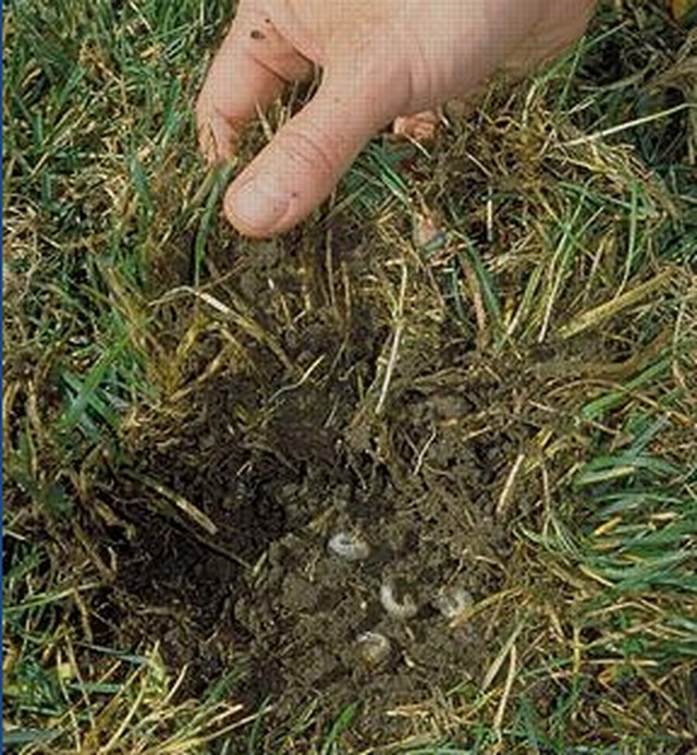 Grubs under turf.