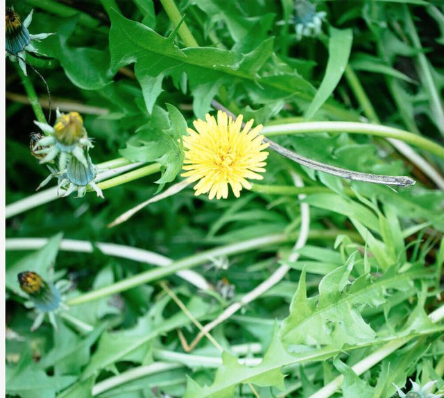 Common Lawn Weeds and How to Control Them | Hunker